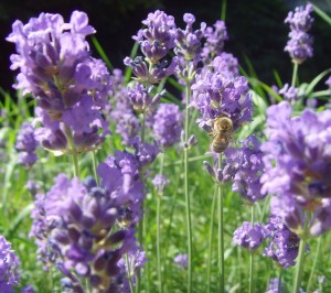 Lavendel