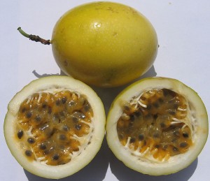 Marajuca